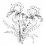 A drawing of two flowers with leaves on them.